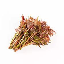 Cedrela Sinensis   